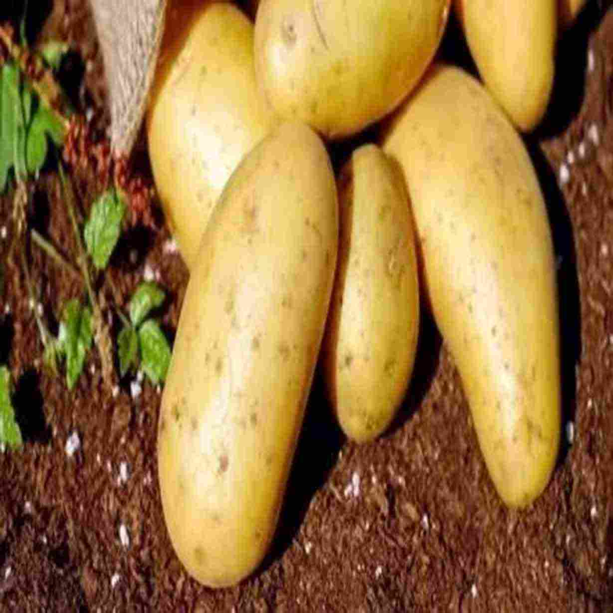 Kufri-Pukhraj-1