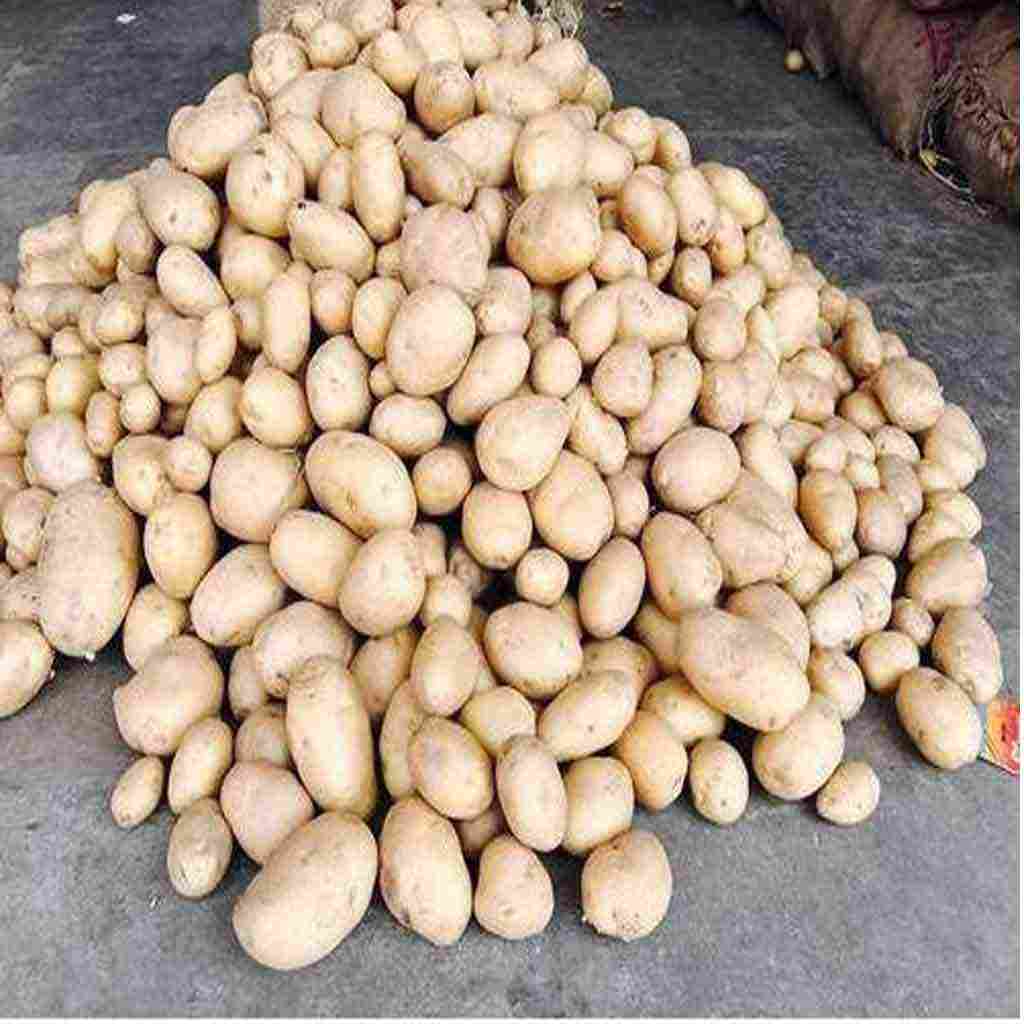 Kufri-Pukhraj-3