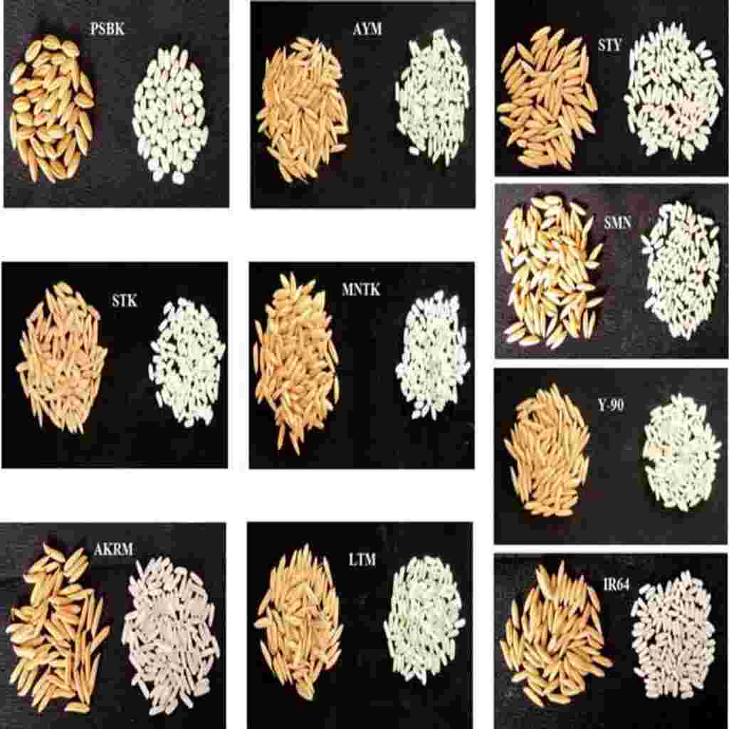 Other-types-of-semi-milled-or-wholly-milled-rice-2