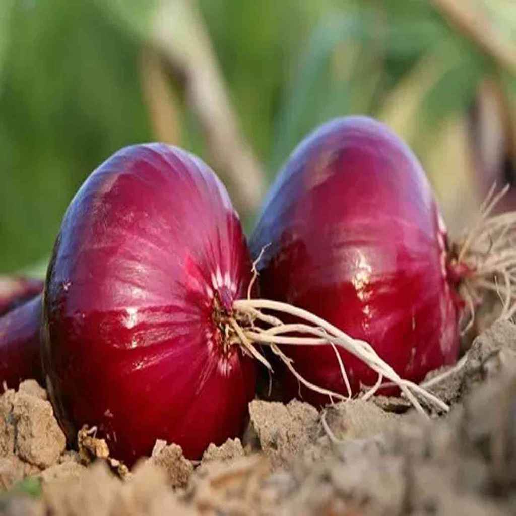 Red-Onion---Bhima-Darkred3