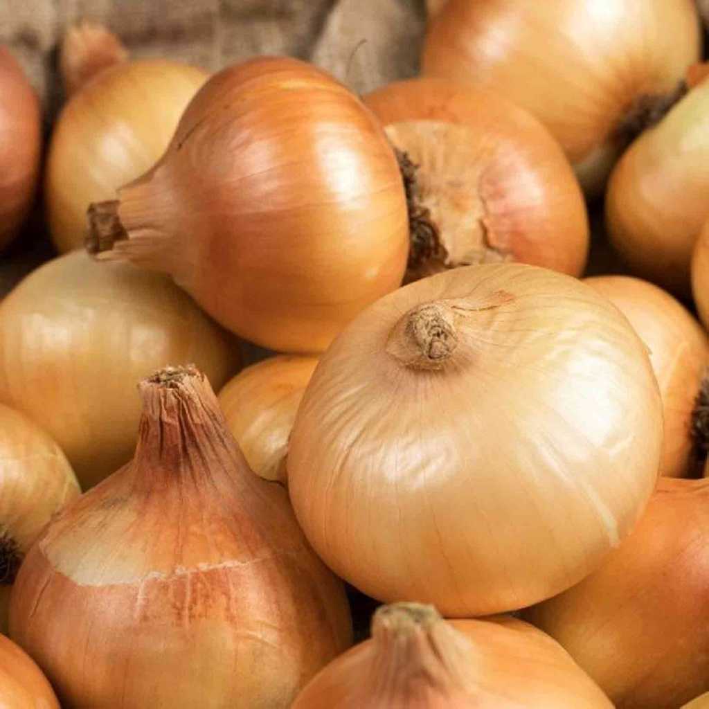 Yellow-Onion---Early-Grano-1