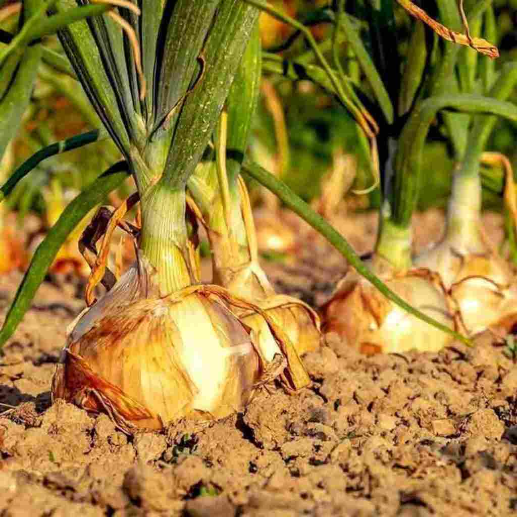 Yellow-Onion---Early-Grano-3